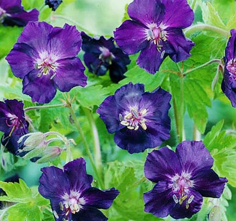 Герань тёмная (Geranium phaeum) "Raven"