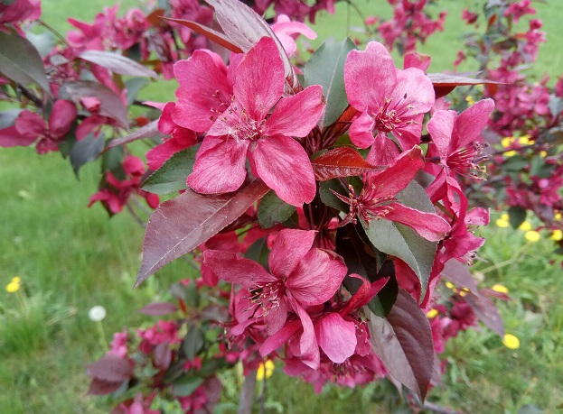 Яблоня гибридная "Недзвецкого" ком 