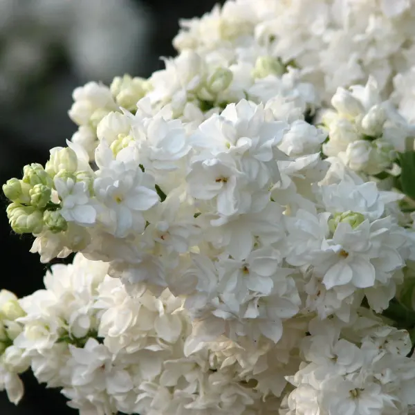 Сирень обыкновенная (Syringa vulgaris) "Monique Lemoine"