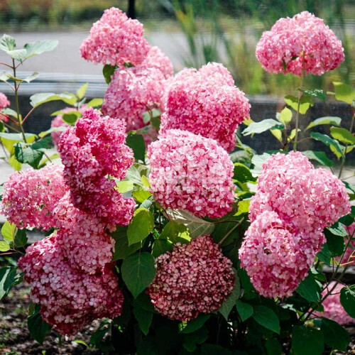 Гортензия древовидная (Hydrangea arborescens) «Magical Dark Pink»