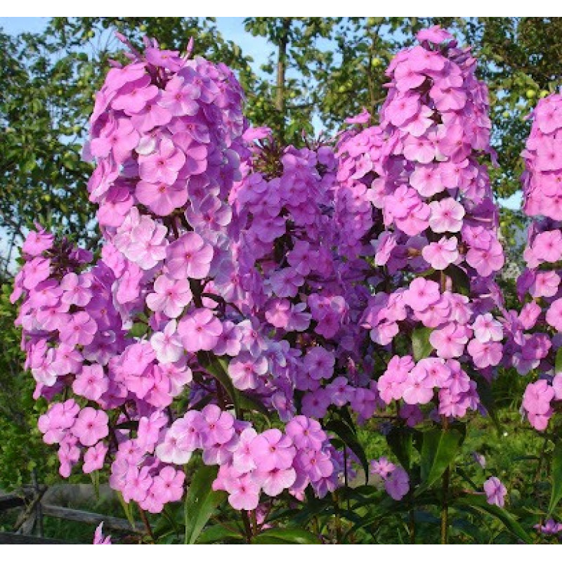 Розовый пирамидальный