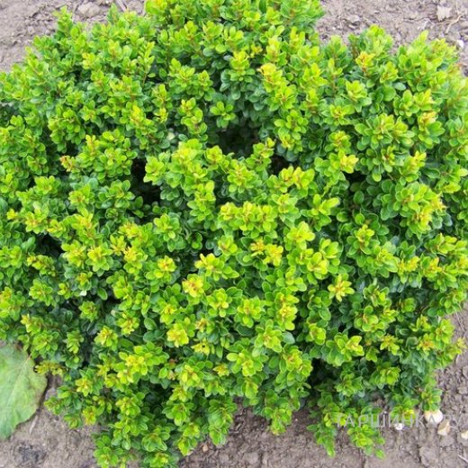 Барбарис Тунбергера (Berberis thunbergii) “Kobold”