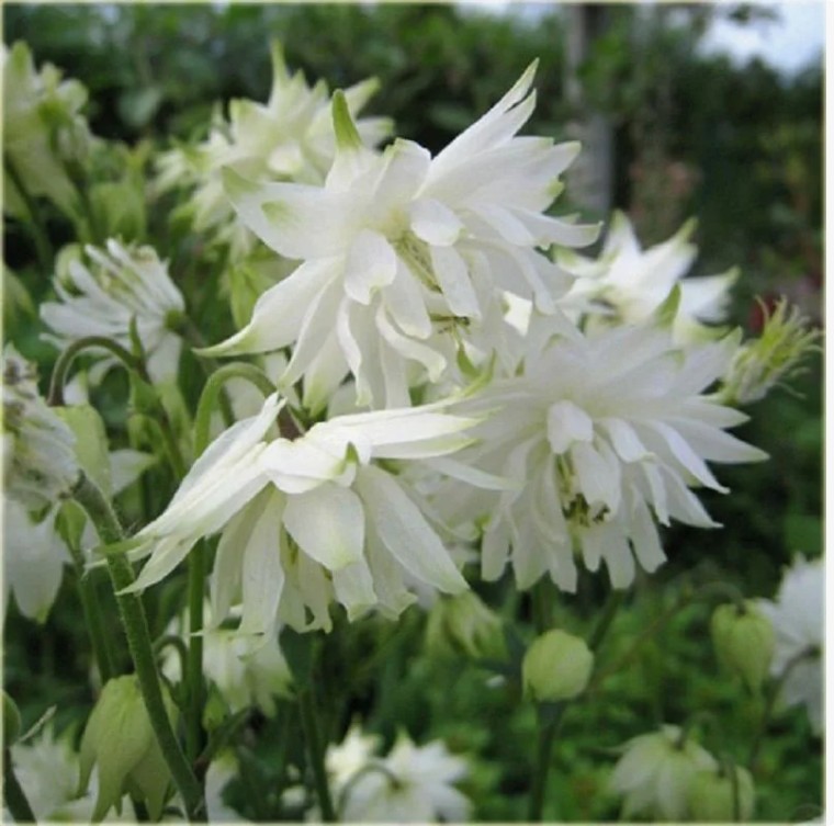 Аквилегия (Aquilegia) «White Barlow»