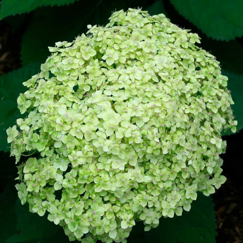 Гортензия древовидная (Hydrangea arborescens) «Lime Rickey»
