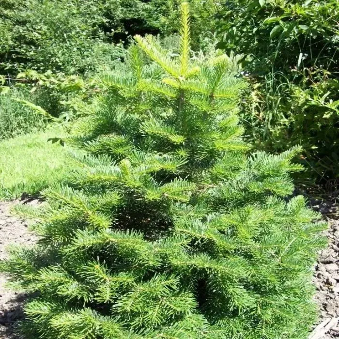 Пихта субальпийская "Green Globe"