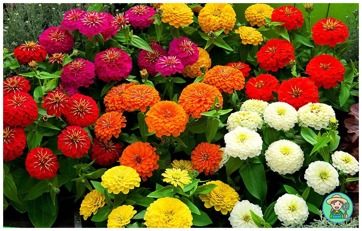 Цинния изящная(Zinnia elegans)“Magellan Mixture”