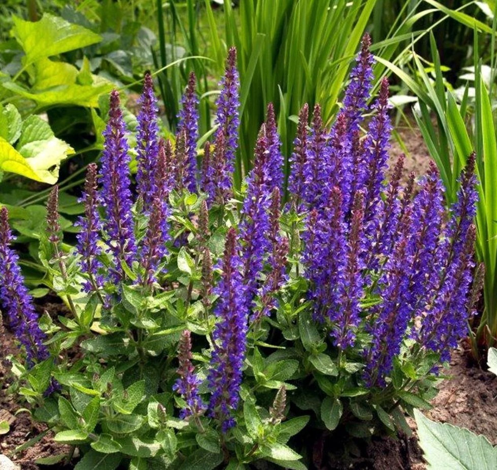 Сальвия  (Salvia)  "Sensation Compact Deep Blue"