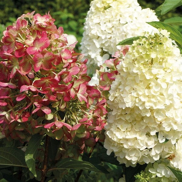 Гортензия метельчатая «Graffiti»