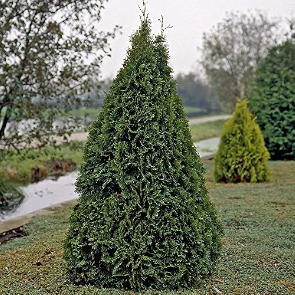 Туя западная "Dziak"