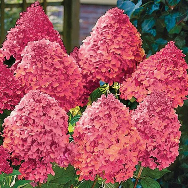 Гортензия метельчатая (Hydrangea paniculata) «Magical Flame»