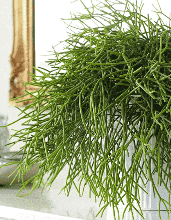 Рипсалис в ассортименте