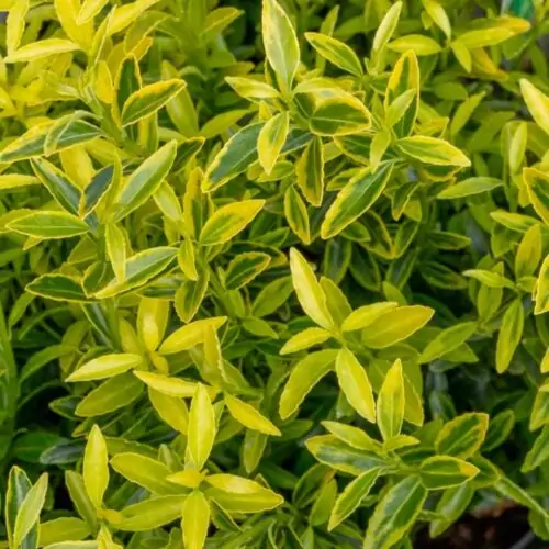 Бересклет японский  (Euonymus)«Mikrofillus Aureovariegatus»