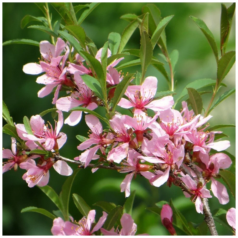 Миндаль бобовник (Prunus tenella)