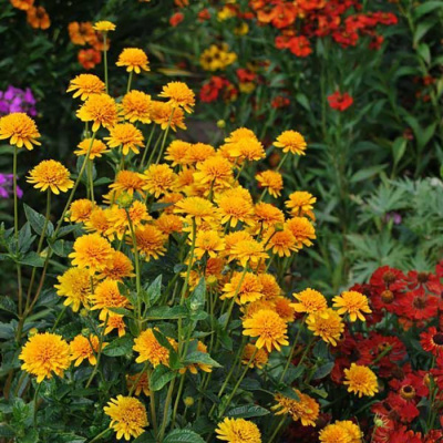 Гелиопсис (Heliopsis ) «Asahi»