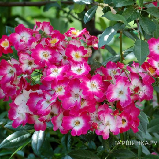 Роза "Bukava"(мускусная)