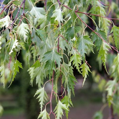 Берёза Далекарлийская клон (Betula pendula var. Dalecarlica)
