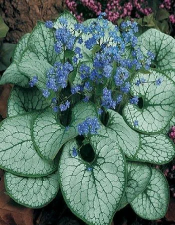 Бруннера крупнолистная (Brunnera macrophylla) «Alexander`s Great»