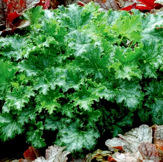 Гейхера (Heuchera) «Apple Crisp»