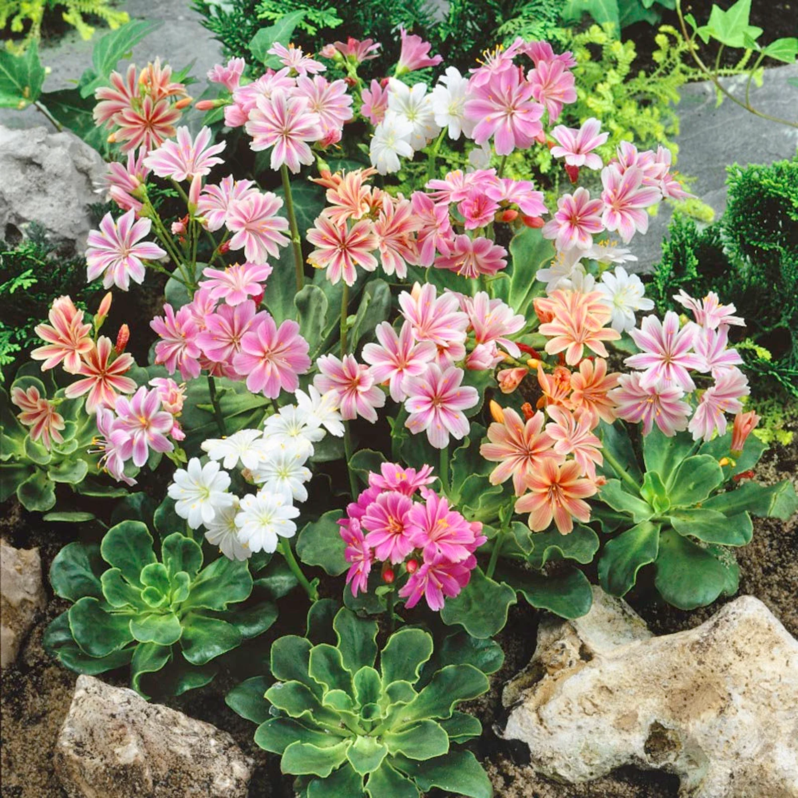 Ливизия Туполистная (Elise Mix)