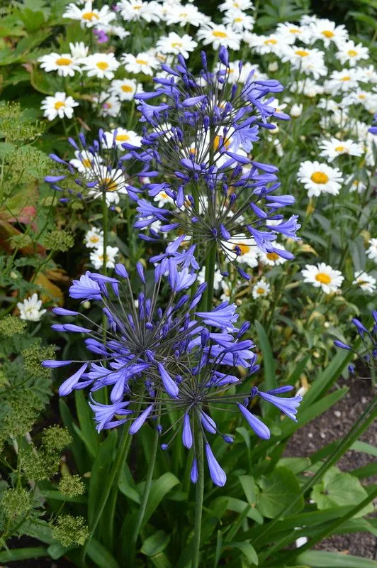 Агапантус (Agapanthus) "Columba"