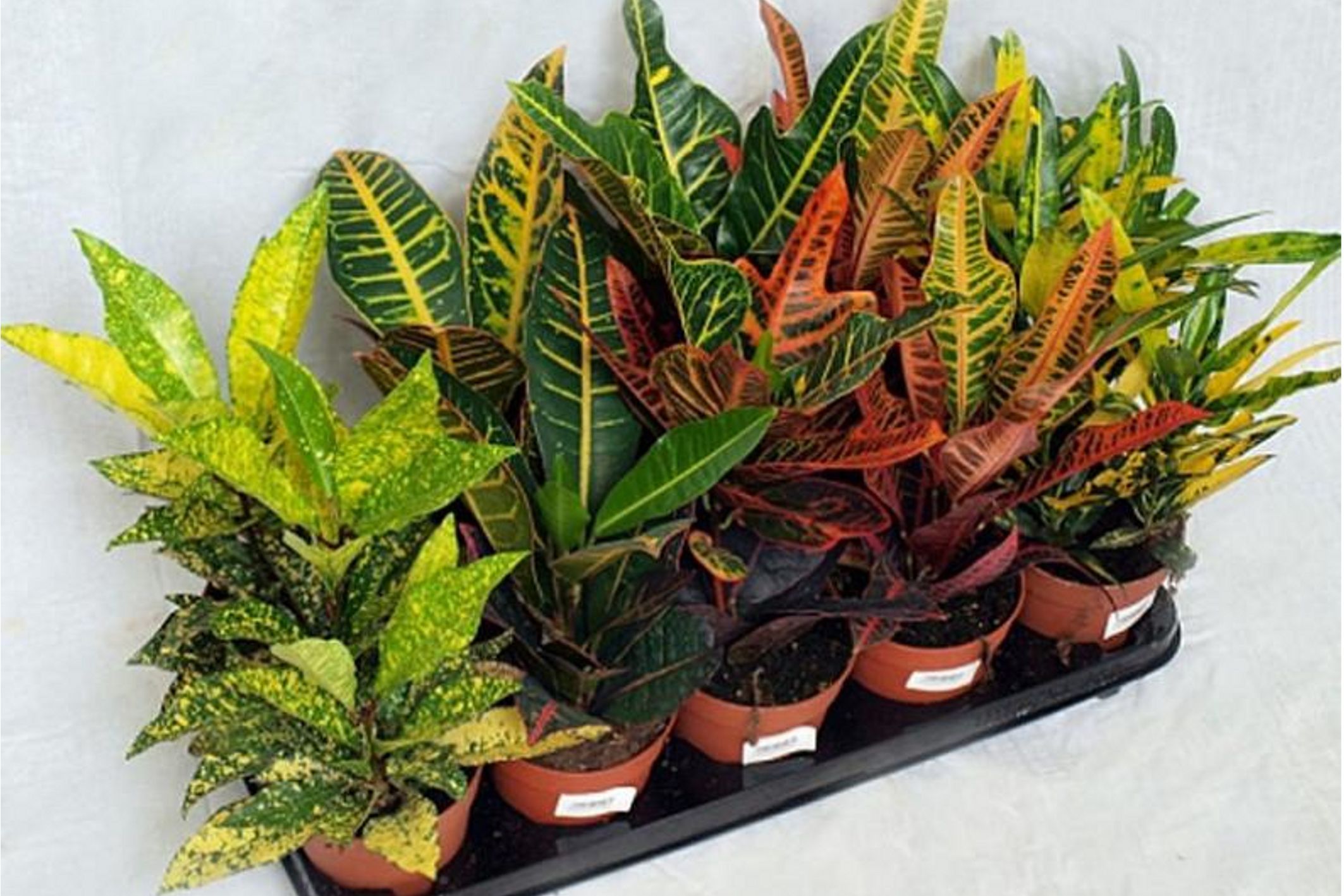 Кодиеум пёстрый  mix