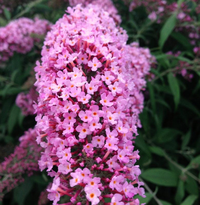 Буддлея Давида (Buddleja davida)         «Pink Delight»