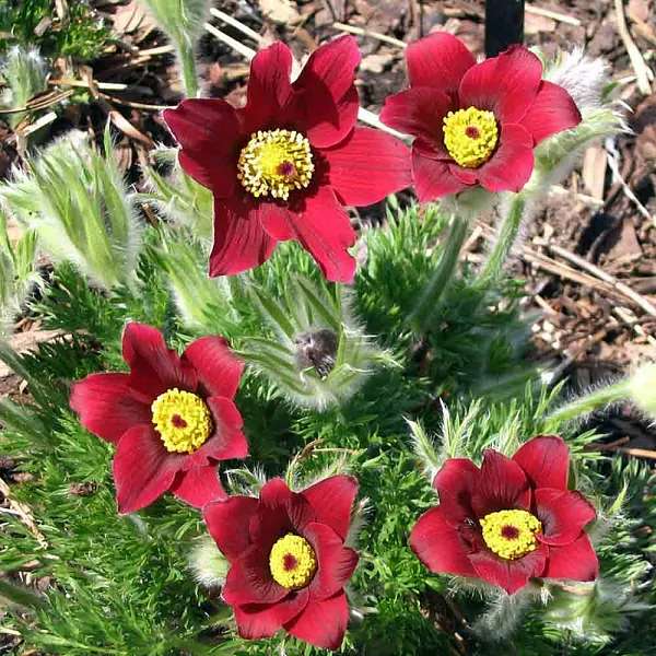 Прострел обыкновенный (Pulsatilla vulgaris) «Dark Red»