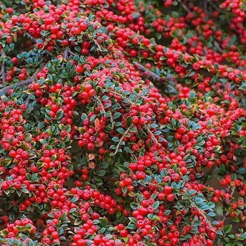 Кизильник горизонтальный (Cotoneaster horizontalis)