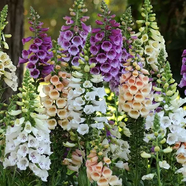 Наперстянка (Digitalis) «Dalmatian Mix»