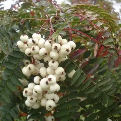 Рябина обыкновенная(Sorbus aucuparia) «White Magic»