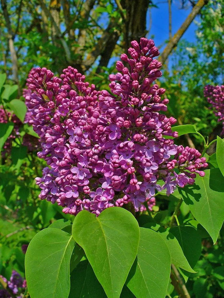 Сирень обыкновенная (Syringa vulgaris)                 «Памяти Людвига Шпета»