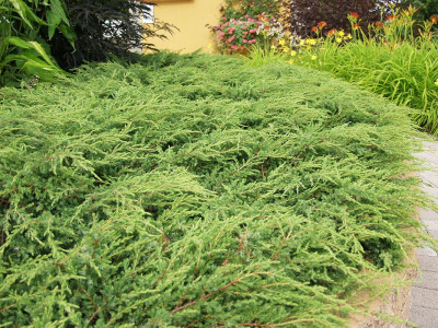 Можжевельник обыкновенный (Juniperus communis) "Repanda"
