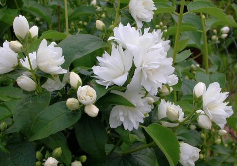 Чубушник "Комсомолец"