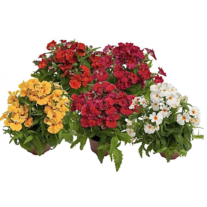 Немезия зобовидная (Nemesia strumosa) «Nebula Mix»