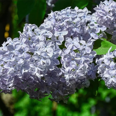 Сирень обыкновенная (Syringa vulgaris) "Madame Charles Souchet"