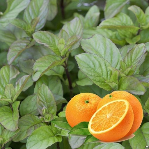 Мята перечная апельсиновая "Granada"