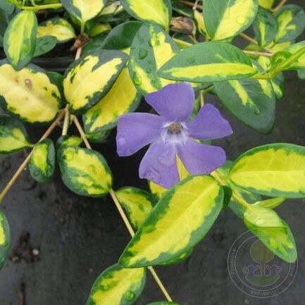 Барвинок малый (Vinca minor) "Illumination"