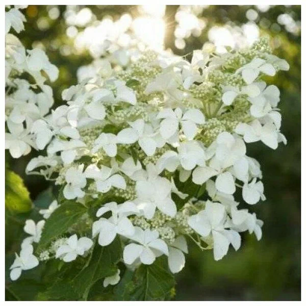 Гортензия метельчатая (Hydrangea paniculata) 'Levana'