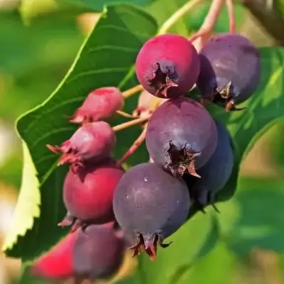 Ирга ольхолистная «Mandan»