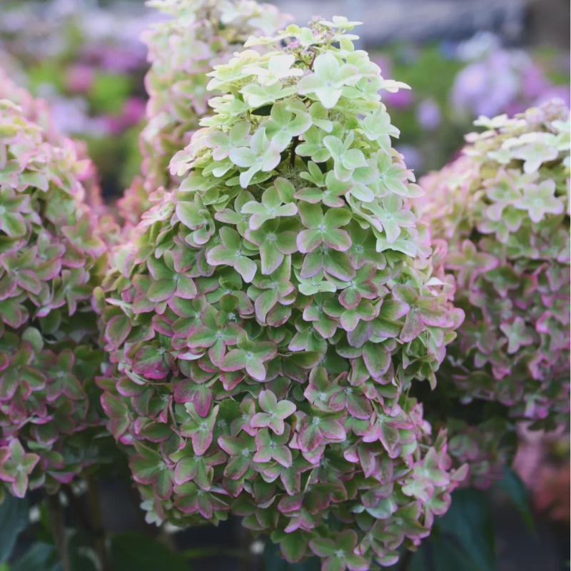 Гортензия метельчатая (Hydrangea paniculata) «Metallica»