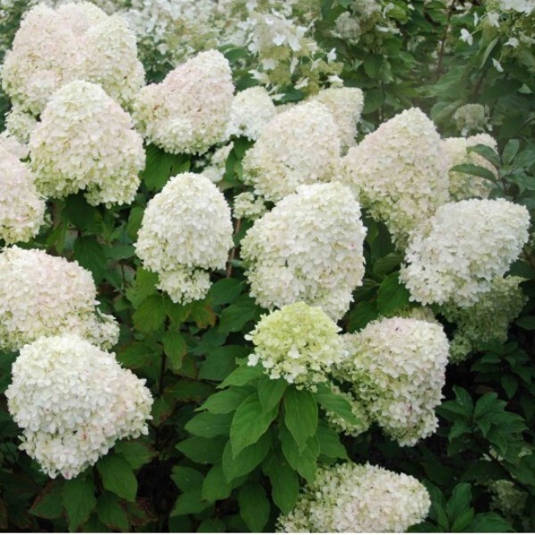 Гортензия метельчатая "Phantom"