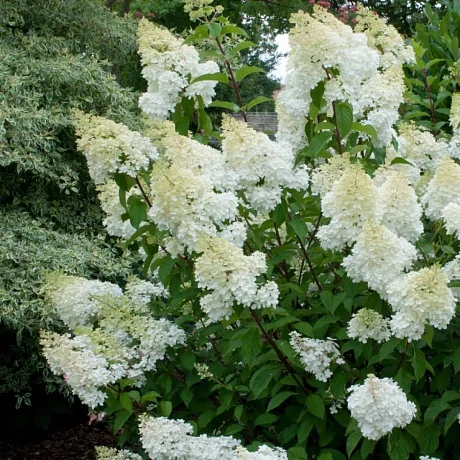 Гортензия метельчатая (Hydrangea paniculata) «Panflora»