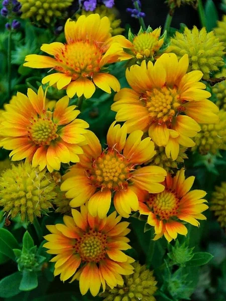 Гайлардия гибридная «Arizona Apricot»