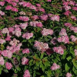 Спирея японская (Spiraea japonica) “Manon”