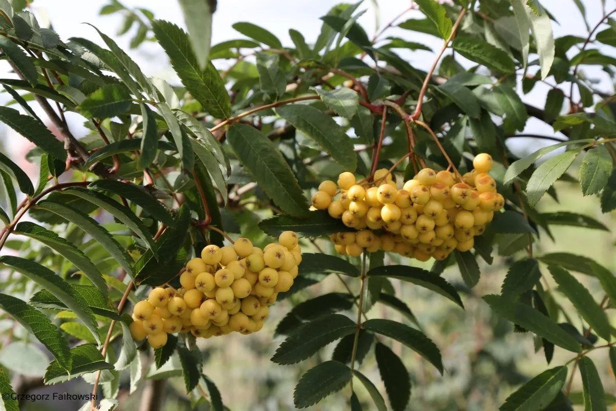 Рябина Арнольда (Sorbus arnoldiana) “Golden Wonder”