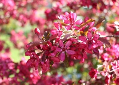 Яблоня декоративная(Malus) "Diable Rouge"