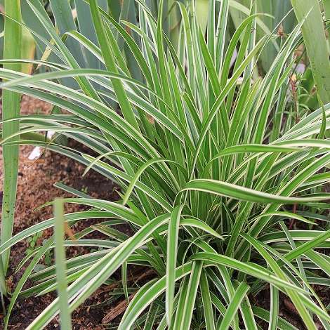 Осока морроу (Ice Dance)