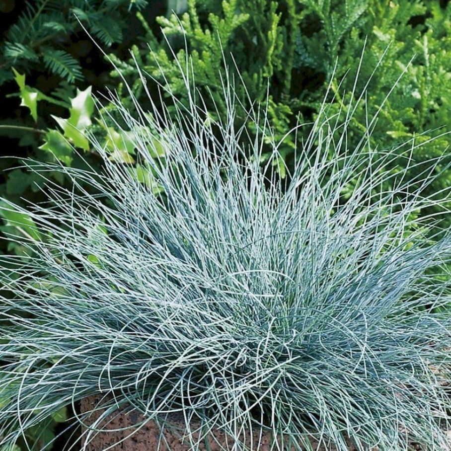 Овсяница сизая (Buddy Blue)