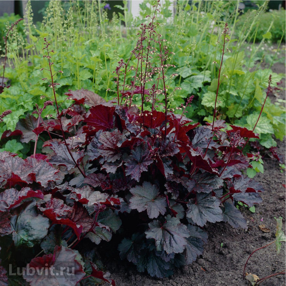 Гейхера (Heuchera) «Palace Purple»