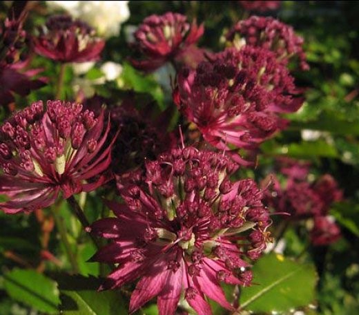 Астранция крупная (Astrantia major)